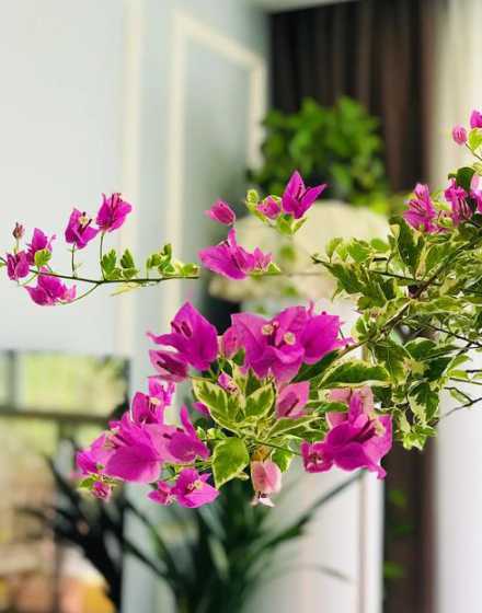 勒杜鹃是什么季节开花 为什么勒杜鹃不开花