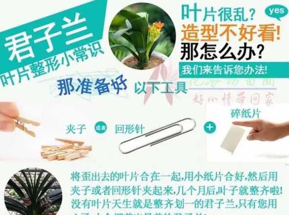 君子兰生活习性怎么样 君子兰的生活习性
