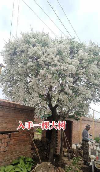 40年的丁香树多少钱 丁香茶多少钱一斤