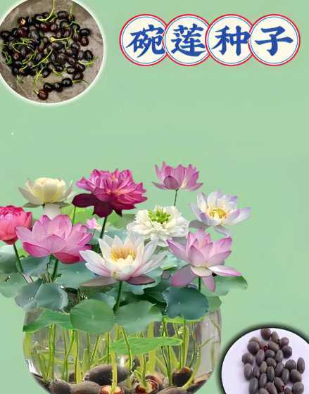 碗莲种子可种多久才换 碗莲种子种植多久换水一次