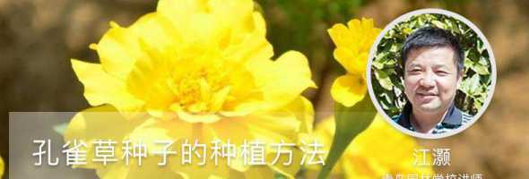 孔雀草的种子怎么种植 孔雀草怎么控制花期