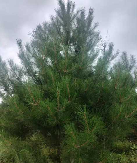 一棵20年松树多少钱 一棵15年的松树,高大概20米,粗直径20厘米大概多少钱