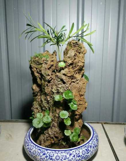 山石盆景用什么栽培土 适合做附石盆景的植物