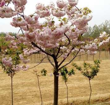 1亩地栽多少棵樱花树 樱桃树苗几年开花