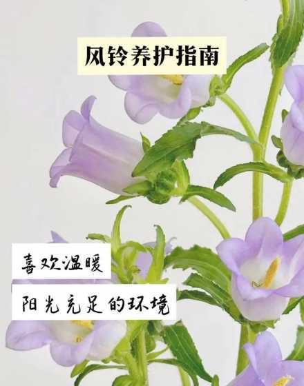 小风铃花的寓意是什么 风铃花的寓意是什么(风铃花的花语和象征意义)