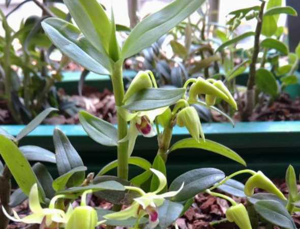 石斛兰花没有根怎么养 石斛兰花怎么养殖