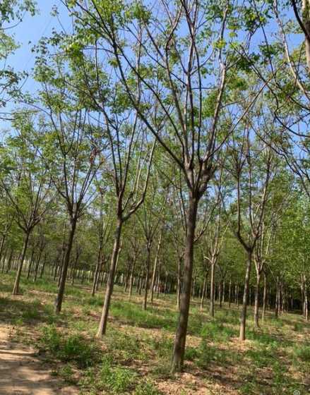 黄山栾树苗多少钱一棵 一棵杨树植多少钱