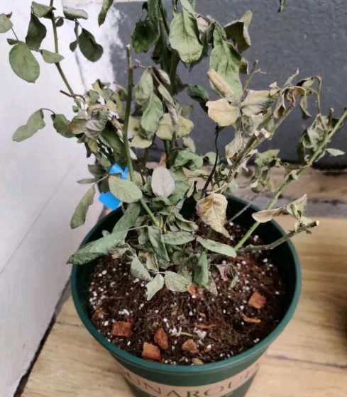 花的叶子为什么会干枯 家里养的花为什么总是从叶子的边缘开始干枯