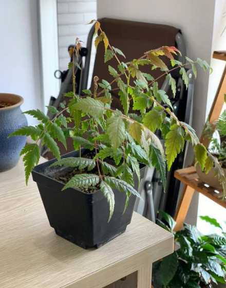 栾树小苗什么时间移栽 栾树才栽上发芽了·又现枯萎·是什么原因