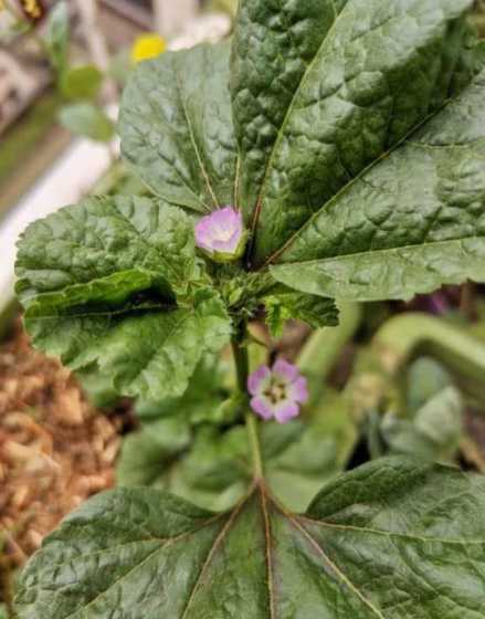 青菜为什么冬天会开花 青菜开花吗,开花什么样子