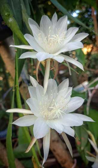 昙花的花朵有什么特点 昙花花瓣的特点是什么