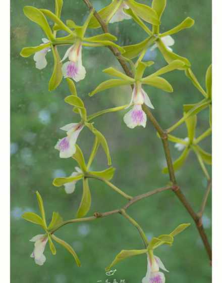 树兰兰花什么季节开花 这是什么兰花