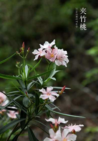 夹竹桃多久长4到5米 夹竹桃花泡酒有什么功效4种功效