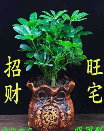 自己家的花草可以送人吗 君子兰可以送给朋友吗
