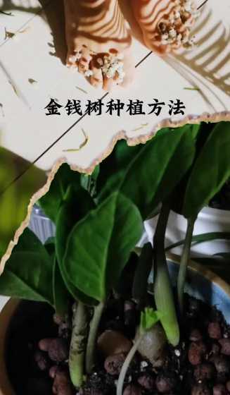 金钱树分株后怎么浇水 金钱树怎么分盆容易成活,掌握正确的分盆时间和