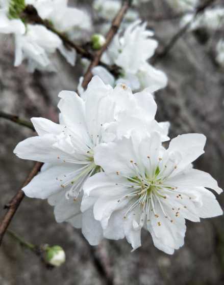 白色的桃花是什么形状 桃花的花朵像什么形状