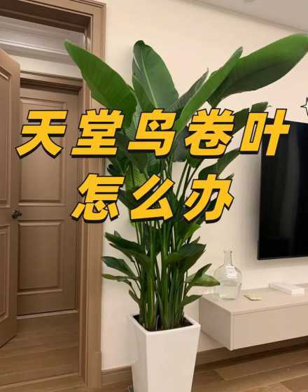 天堂鸟的叶子为什么卷 天堂鸟叶子卷起来怎么补救
