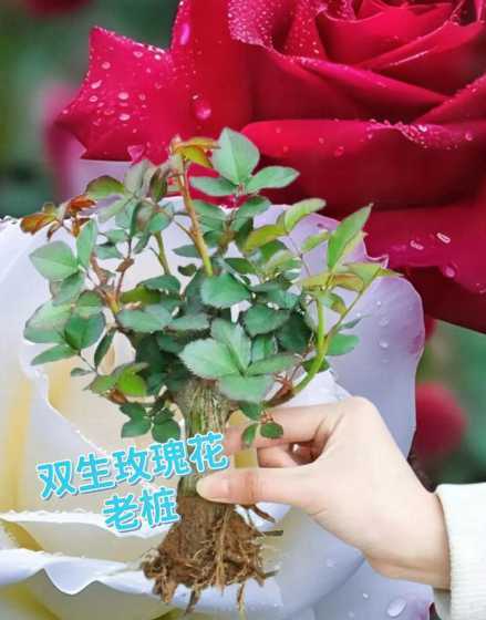 室内养玫瑰有什么要求 玫瑰花能在室内养吗