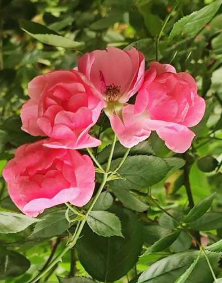 这个花朵为什么要开花 花为什么会开放