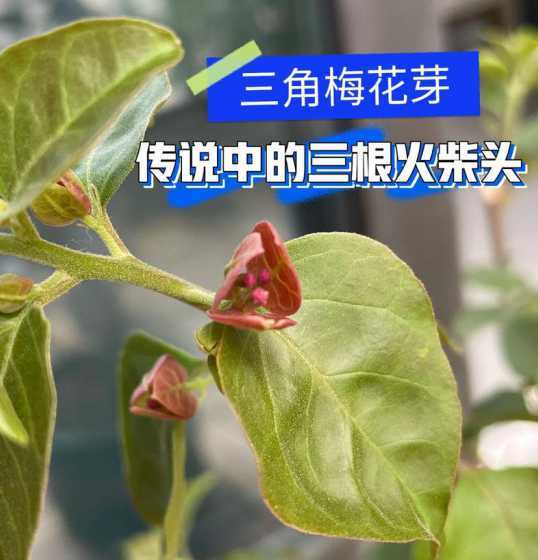 怎么判断三角梅的花芽 三角梅的花芽什么样子
