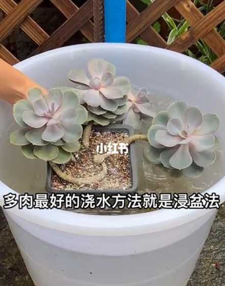 这个天气多肉怎么浇水 多肉花怎么浇水