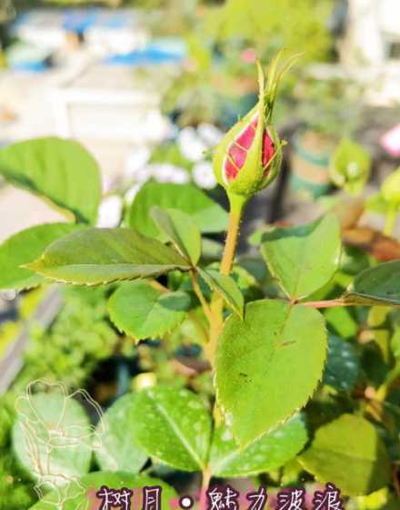 月季花苞为什么是绿色 月季花苞上有绿色的虫子