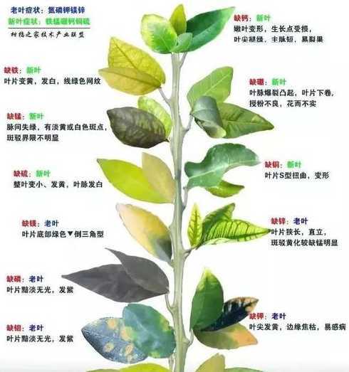 哪些因素影响花芽分化 影响花芽分化的因素