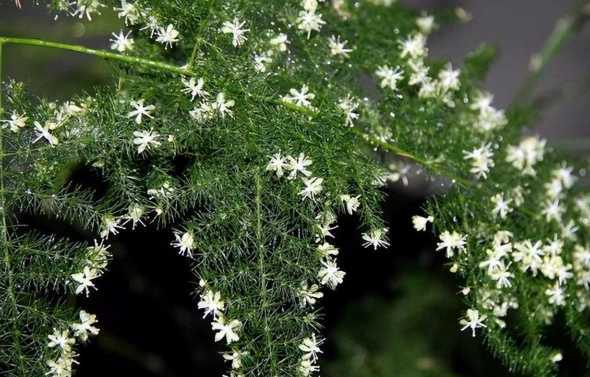 文竹花和什么差不多大 文竹开花寓意什么兆头文竹什么时候会开花