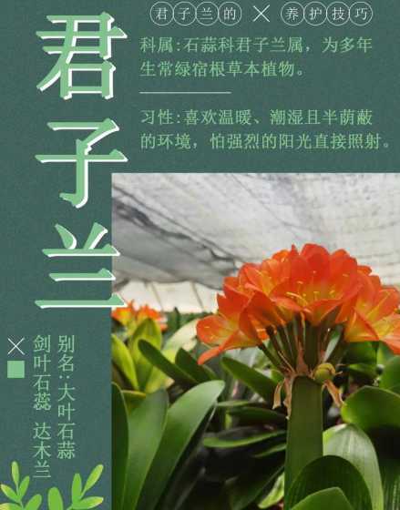 君子兰怎么养才能开花 君子兰怎么养才能开花,君子兰开花有什么兆头