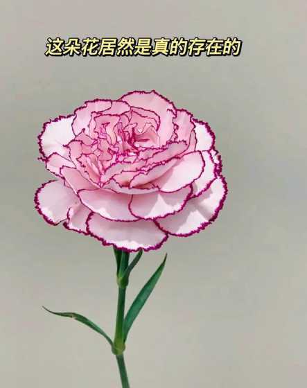 什么花的花语代表青春 什么花的花语是代表青春的