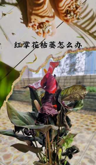 养花枯萎以后怎么处理 求助养花的朋友,家里的火鹤花忽然开始枯萎了。。怎么办