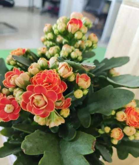 长寿花为什么长的很高 长寿花叶子长得很大怎么回事