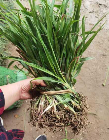 吉祥草每平方米多少株 吉祥草一平方多少斤