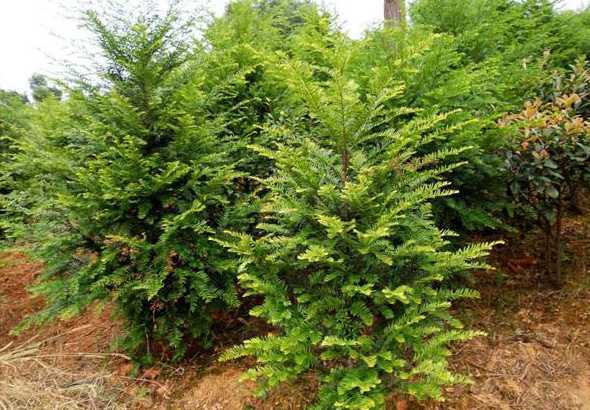 红豆杉适合用什么土壤 种植红豆杉要使用什么样的土壤呢土壤配置方法是什么