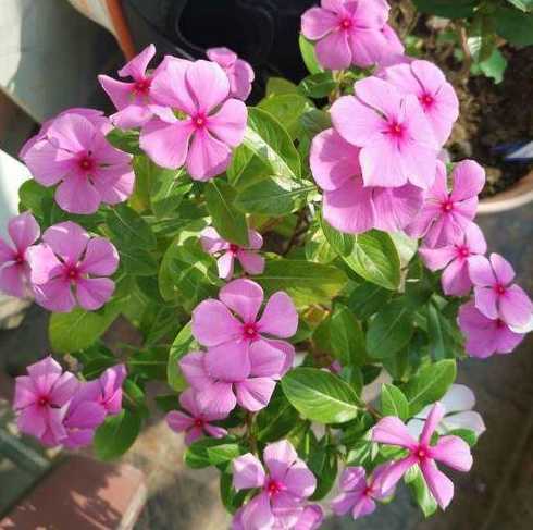 什么花好看便宜又好养 什么花便宜又好看(室内好养的花卉排名)
