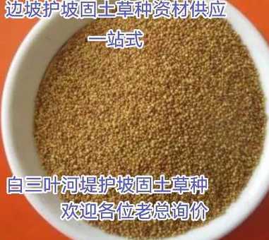 白三叶每平米播种多少 一亩地大概需要多少三叶草种子