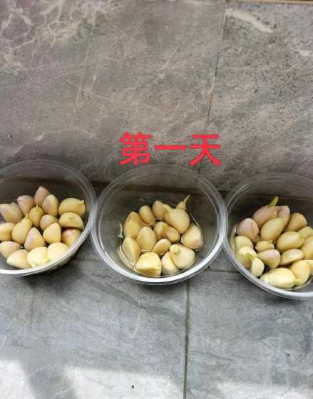 大蒜怎么水培才不会烂 为什么生蒜苗用水大蒜会腐烂