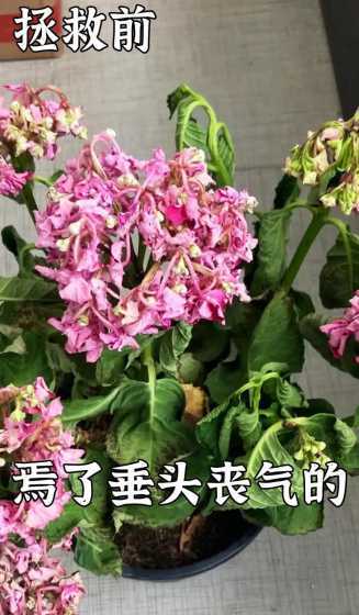 刚移植的花蔫了怎么办 绣球花移盆叶子蔫了怎么办