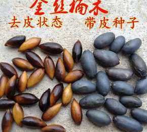 金丝楠木树种子多少钱 千年金丝楠木树多少钱一斤