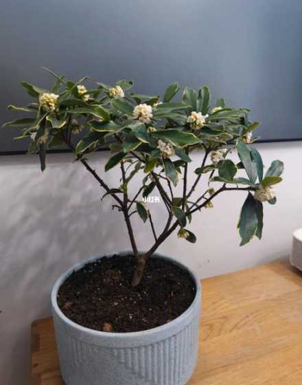 金边瑞香花怎么变白了 金边瑞香花蕾变黑是怎么回事还能救活吗