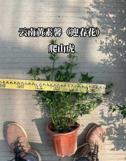 爬山虎苗多少公分一颗 多年生植物爬山虎小苗价格多少钱一株