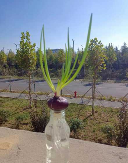 洋葱发芽长叶怎么盆栽 洋葱发芽了怎么种盆栽水培