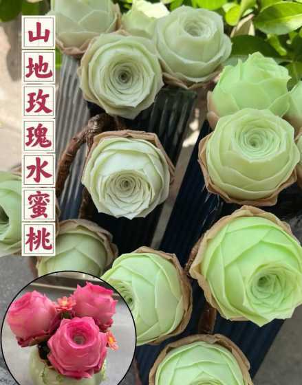 山地玫瑰为什么干叶子 山地玫瑰叶子发黄怎么办