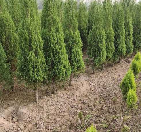 塔柏树是什么样子的6 常见的松塔、柏树塔有什么作用