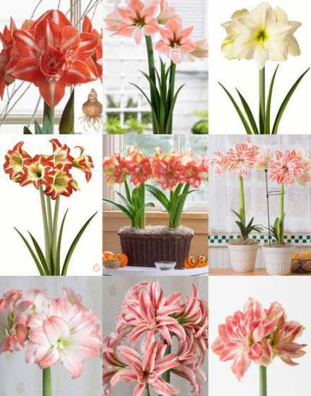 朱顶红开完花怎么养球 朱顶红开花后怎么养。
