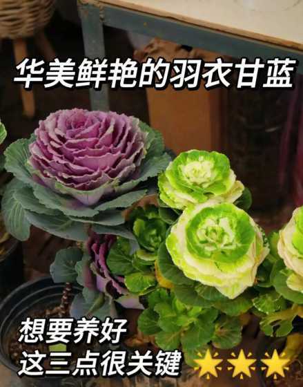羽衣甘蓝和什么花搭配 羽衣甘蓝是什么蔬菜,羽衣甘蓝是十字花科蔬菜吗