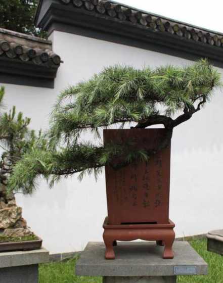 雪松盆栽需要什么花盆 结婚回礼什么意思