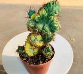 山影花用什么土做基质 仙人掌属于什么植物