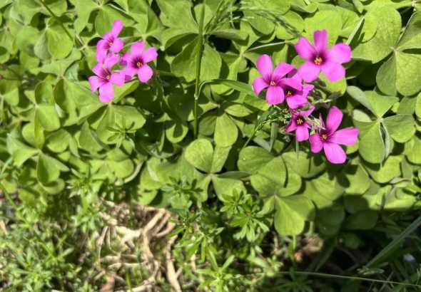红花酢浆草夏季怎么样 红花酢浆草怎么种植