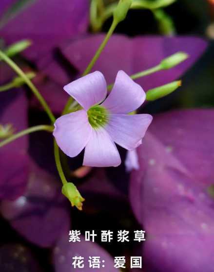 酢浆草叶子是什么形状 【球根球茎】酢浆草深入介绍